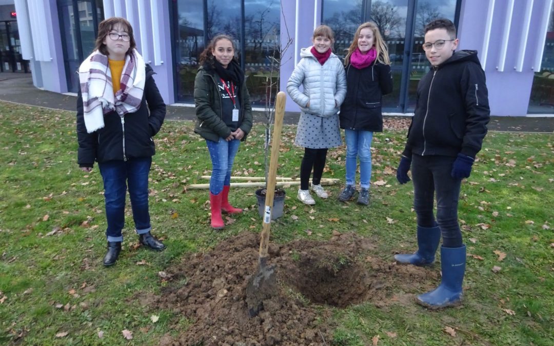 E3D – On plante des arbres au collège !